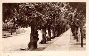 the old trees along The avenue