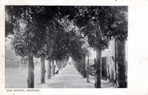 view along the Avenue