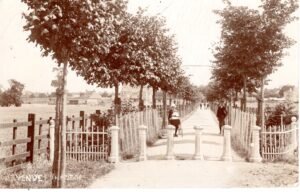 view of the avenue taken when all the trees were young